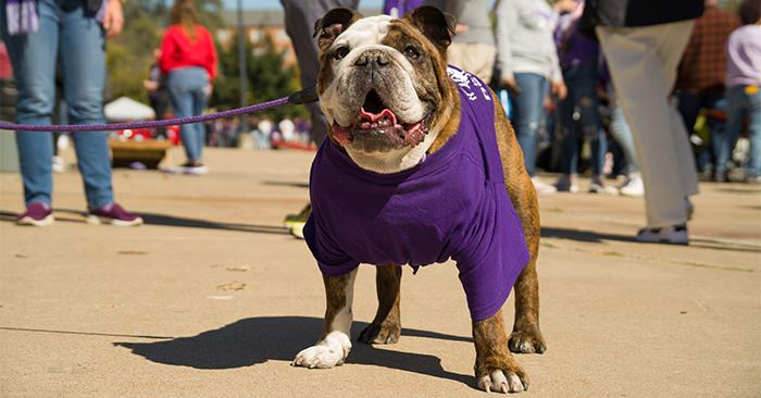 bulldogattailgate123.jpg 