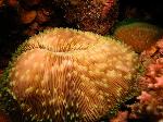 Mushroom Coral.jpg 