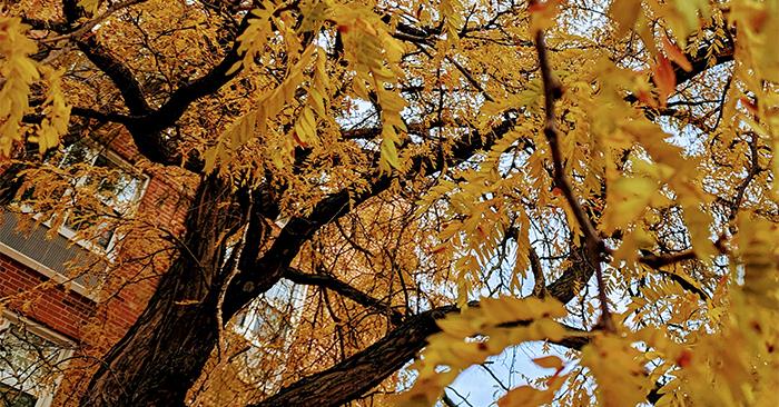 falltrees1025.jpg 